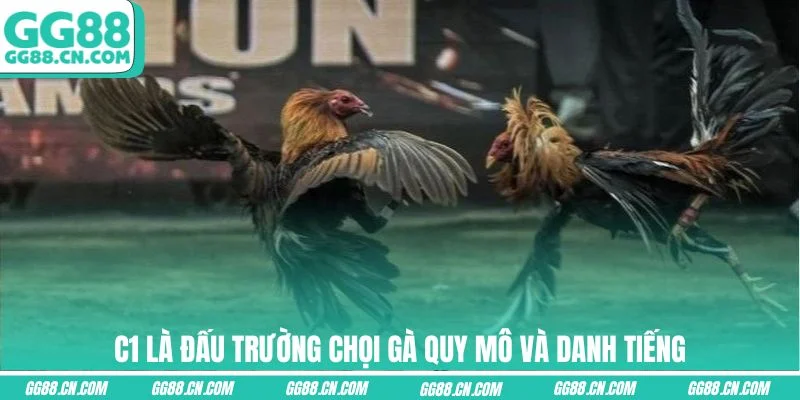 C1 là đấu trường chọi gà quy mô và danh tiếng