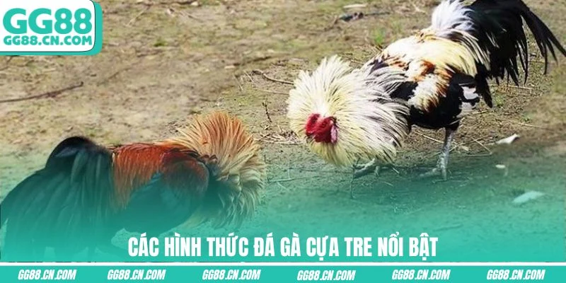 Các hình thức đá gà cựa tre nổi bật