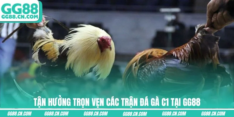 Tận hưởng trọn vẹn các trận đá gà C1 tại GG88